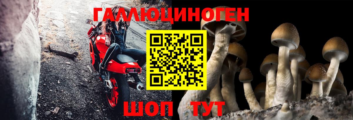 Псилоцибиновые грибы Psilocybe Пыть-Ях